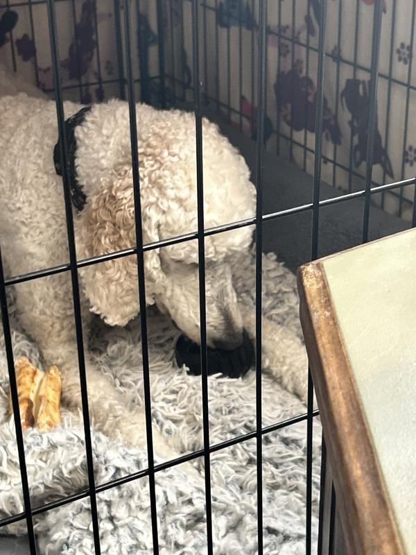 My post op girl Faith