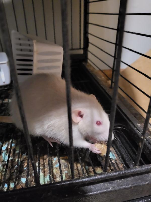 FIELD+FOREST BY KAYTEE Rat Food, 2lb bag