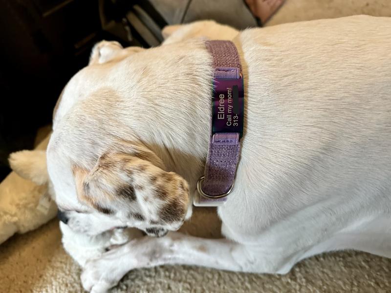 Eldree enjoying her new collar and toy!