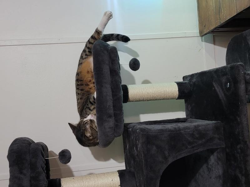 FRISCO 64in Cat Tree with Hammock, Condo, 2 Top Perches with Bed, Gray