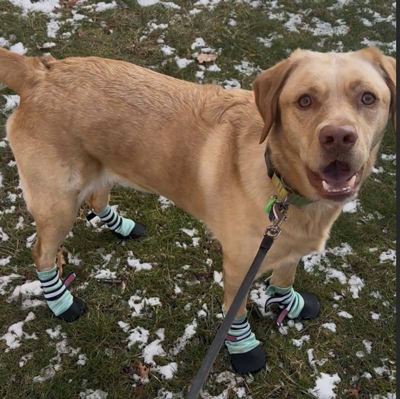 Awesome, stayed on, protected his precious paws!