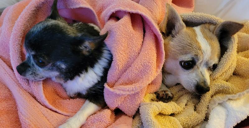 My 2 fur babies, after their bath