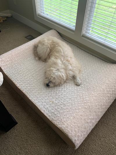 Our 76 lb dog looks so tiny on his new bed!