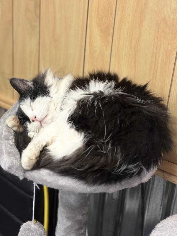 Happiest most spoiled cat ever 🥰