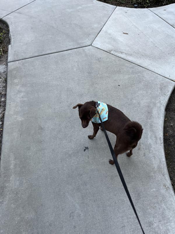 Very comfortable fit without disturbing the collar or leash.