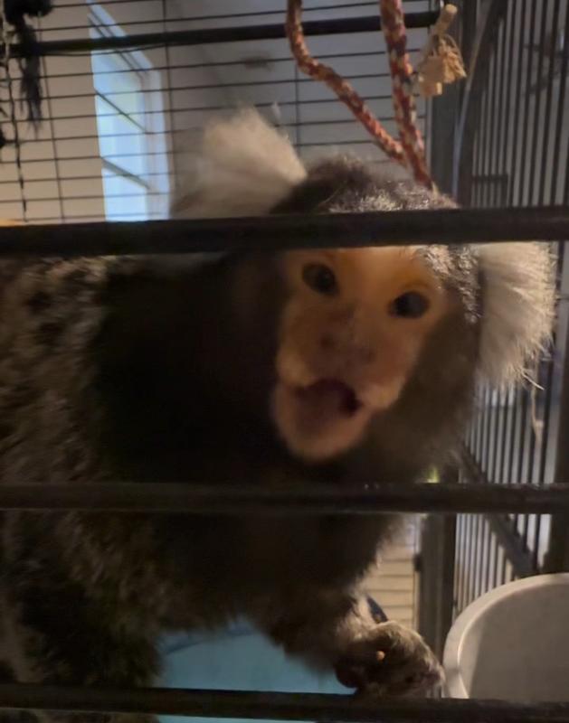 Marmoset eating worms