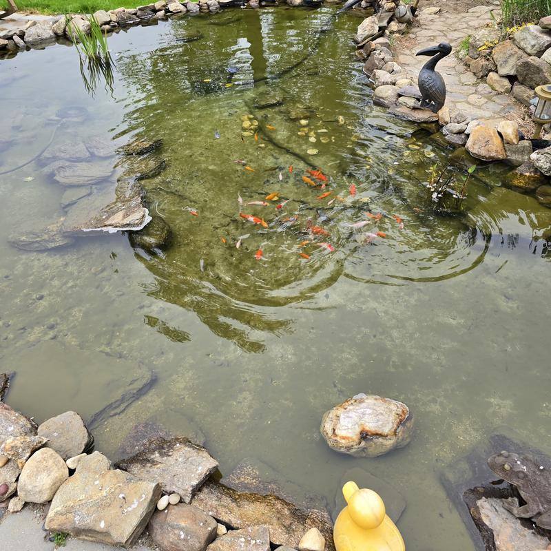 3 days later, after dropping in