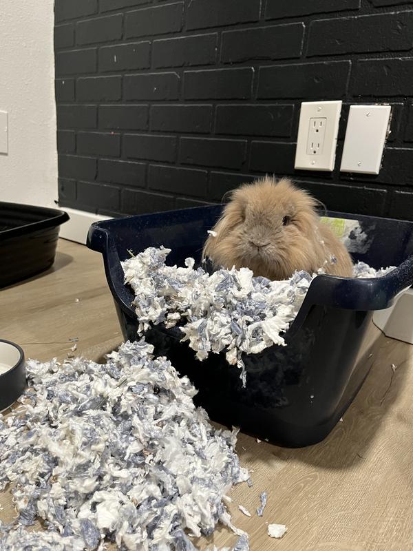 He’s mad at Kaytee bedding.