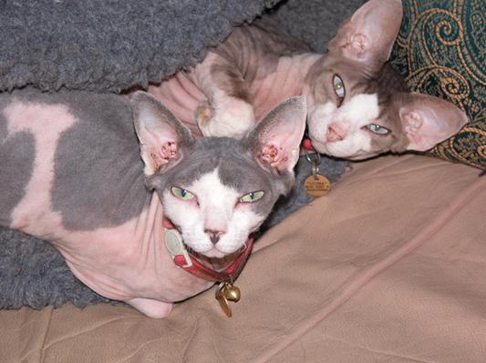 Princess Alopecia