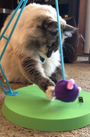 KONG Active Sway n Play Cat Toy reviews Chewy