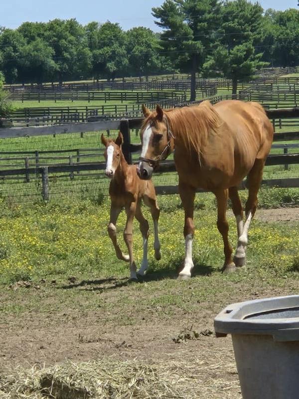 My rescue thoroughbred mare and her 2024 Tonalist colt, 6 days old in this picture.
