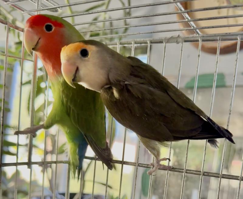 I have a lot of parakeets but I have a fair amount of lovebirds also