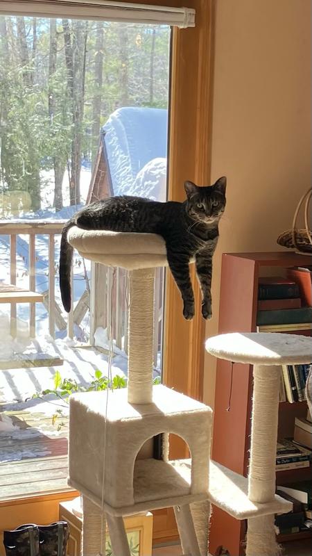 Shadow resting on her perch.