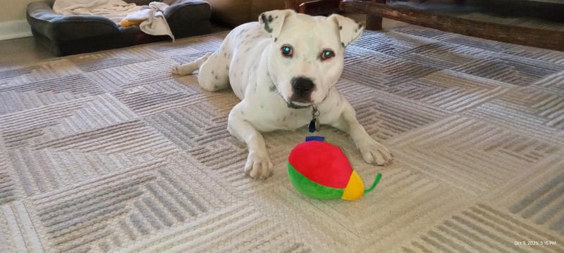 Casper and his new toy!