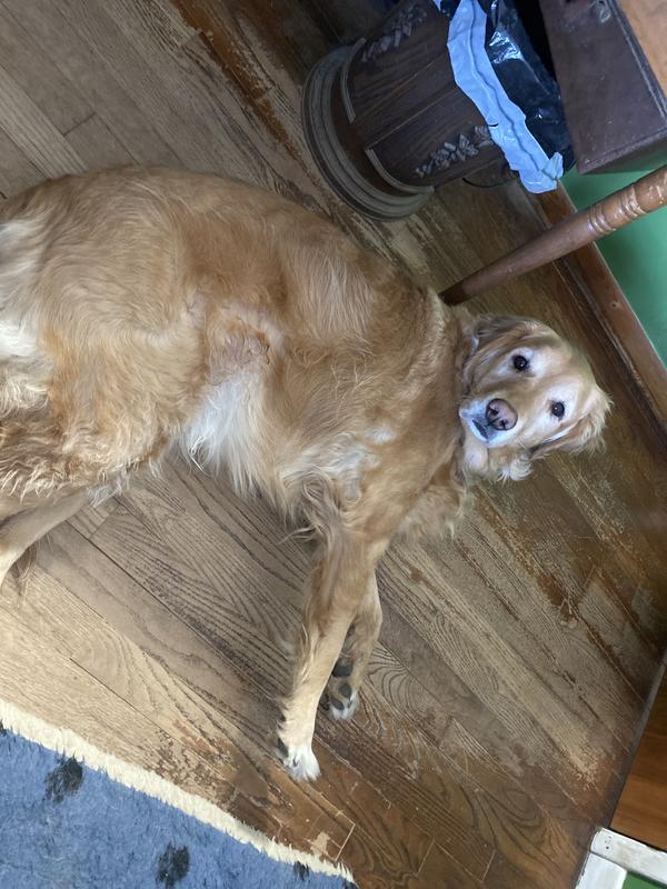 A Golden Retriver at her Best