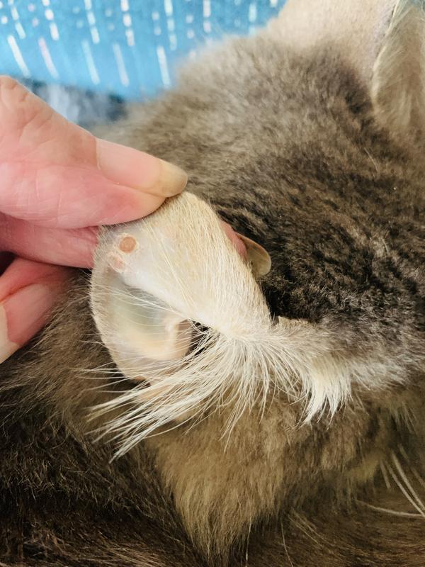 MIRATAZ (mirtazapine transdermal ointment) for Cats