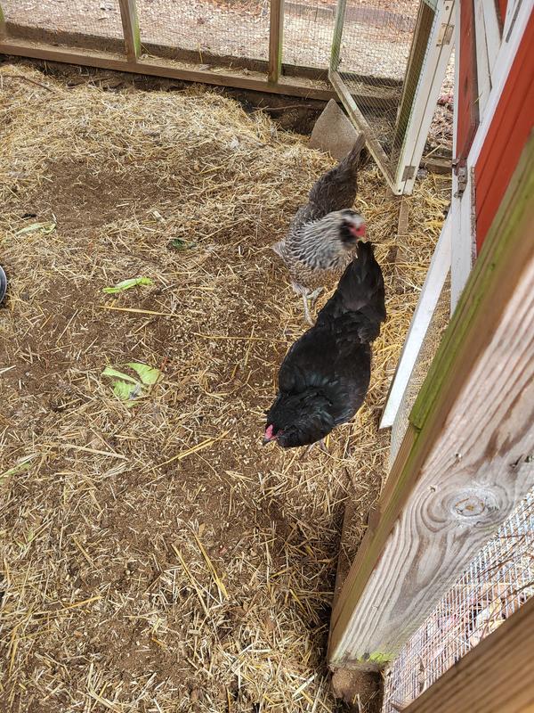 My other girls love pecking on the ground. We put some on the ground and they loved it.