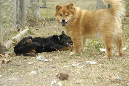 Timba at 10 yrs. playing w/ foster puppy. Teaching about country life playing.