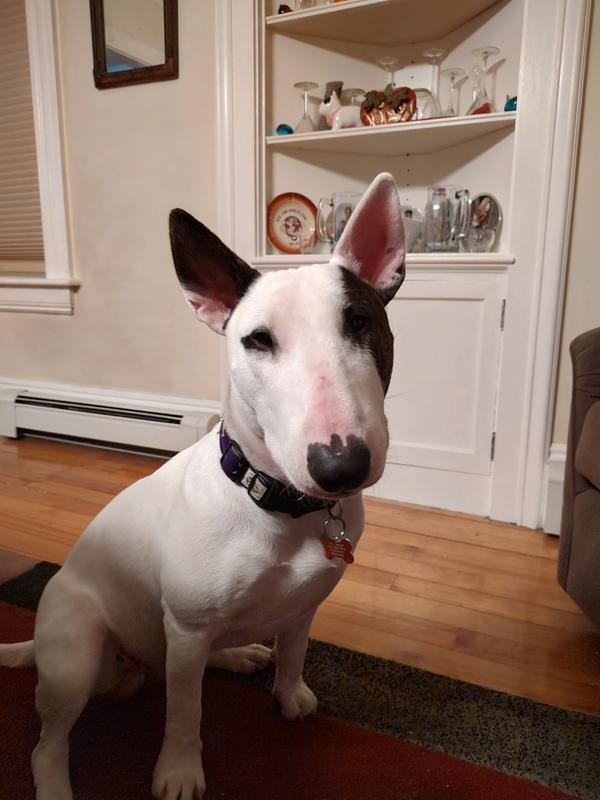 Spike is waiting for his treat