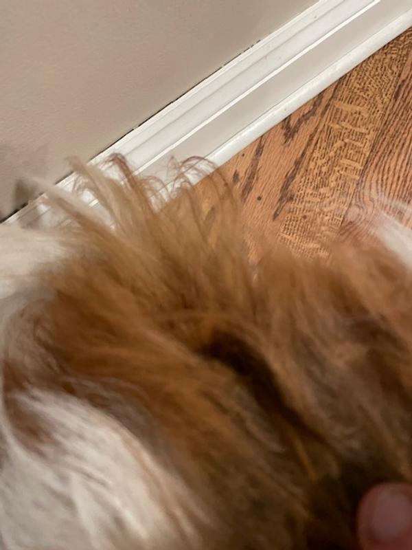 Chew + Heal Natural Hot Spot Relief Topical Liquid applied also around hip joints, has stopped scratching after two applications