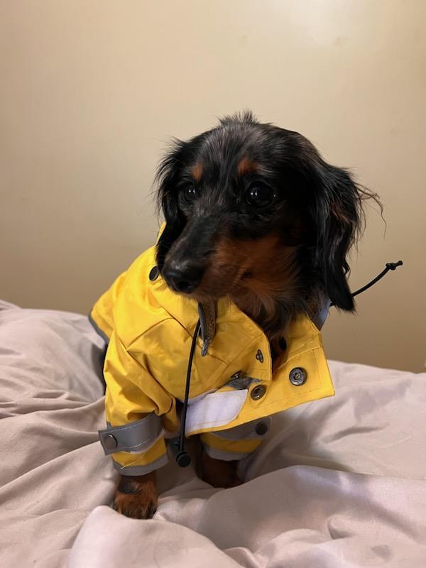 FRISCO Lightweight Deluxe Reflective Dog Raincoat, Large