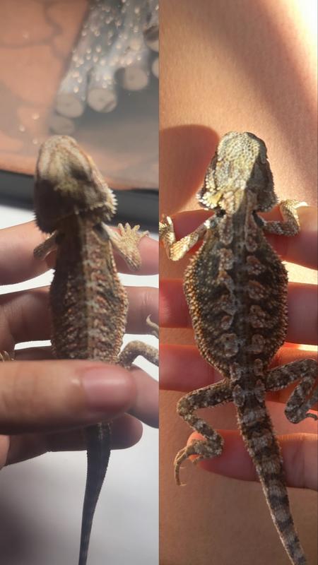 his before in after in just 4 days