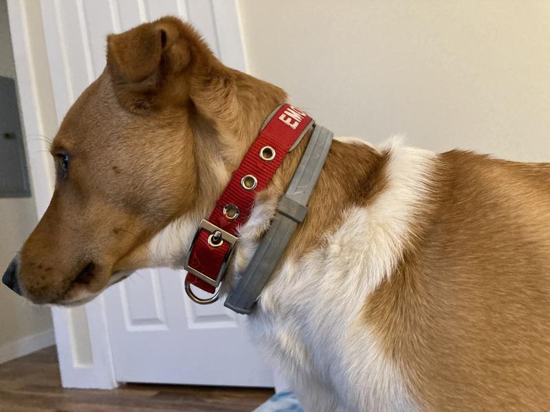 Chewy seresto shop dog collar