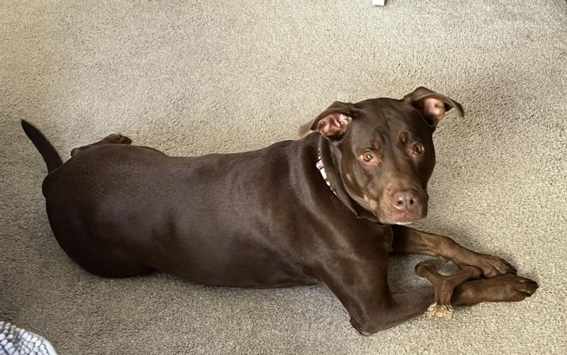 Trazodone (Generic) Tablets