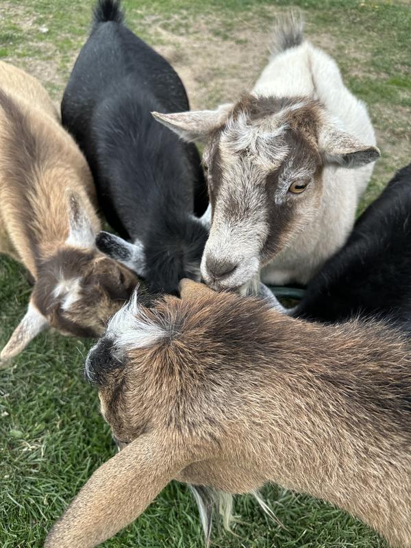 Teff Grass Hay Pellets Let Me Have Some