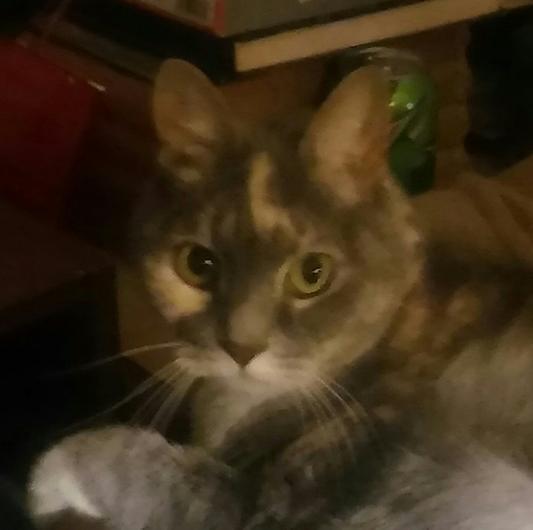 Buffy, the Mouse Killer
