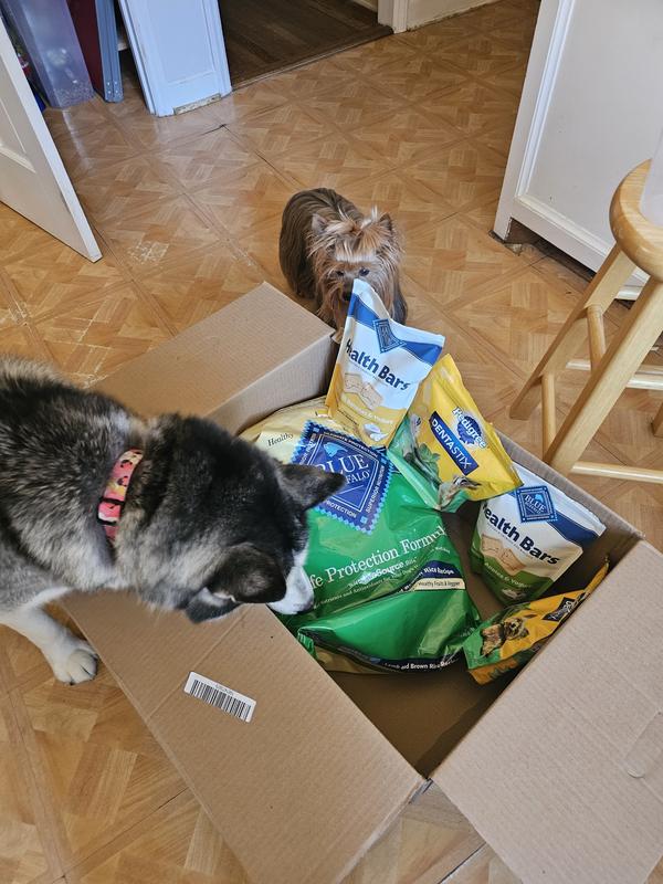 Little Teddy and Miss Letty