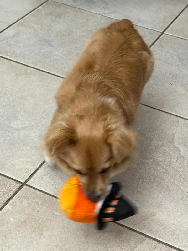 Coby and his Candy Corn stuffed squeaky toy