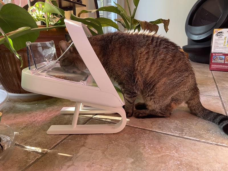 The cat feeder with legs in feeder