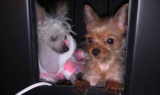 both under 4lbs. and eat this kibble