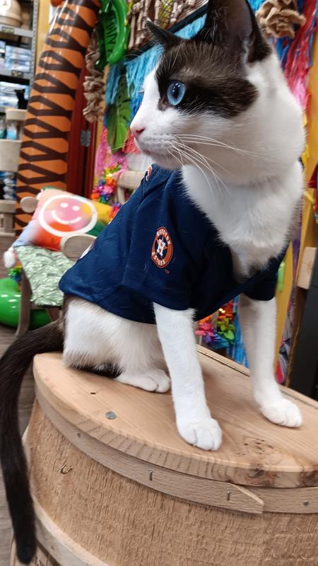 cat dodgers jersey
