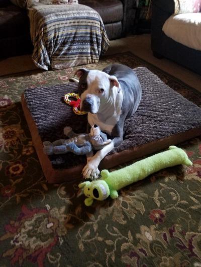 Neo and his toys ALL from Chewy!