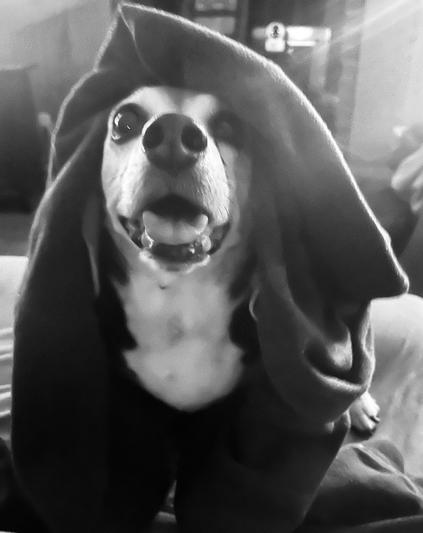 Hey Where is My Dinner?