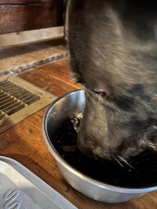 Grimm enjoying his Dinner. My dogs enjoy this Supplement twice daily ( please read instructions)