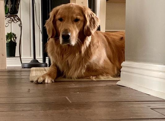 Roscoe is one happy dog.  Thank you Chewy!