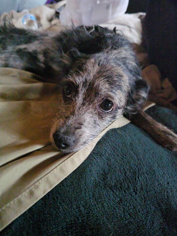 Looking pathetic to get a treat, she's a good actress.