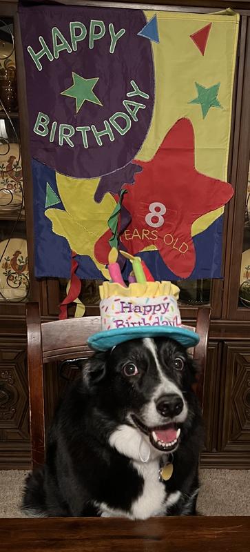 #lilathegoatdog #adoptdontshop