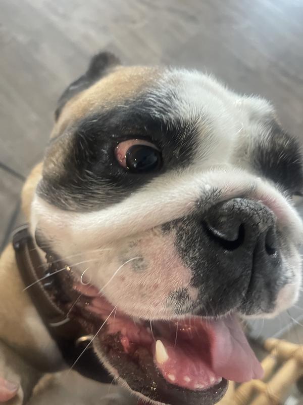 Tomaso loves his new harness!