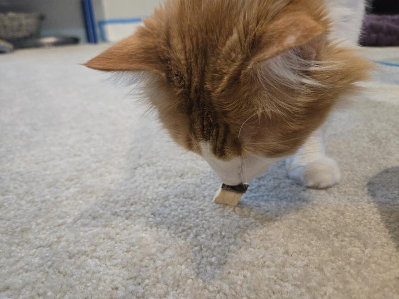 Parker going in for the sniff test