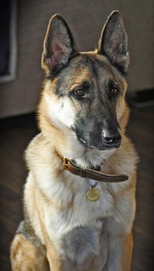 Iams for german outlet shepherds