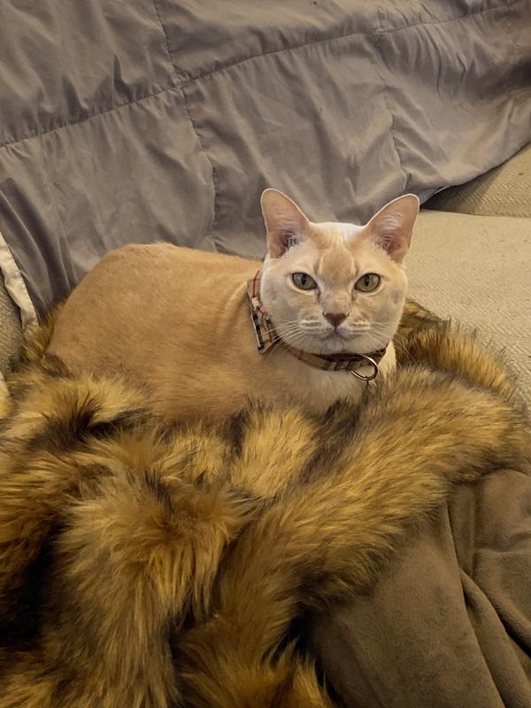 Schrödinger