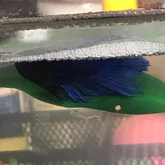 Sparky on his hammock under his bubble nest!