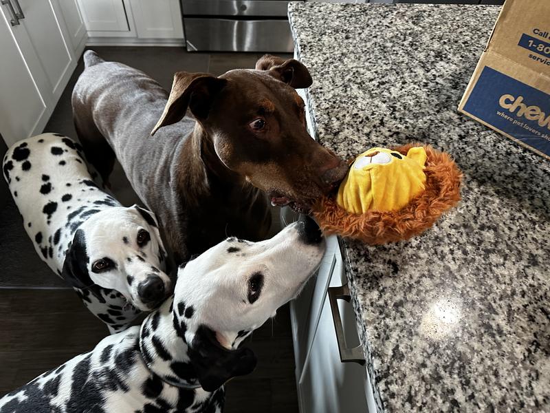 They couldn’t decide who should get the toy first