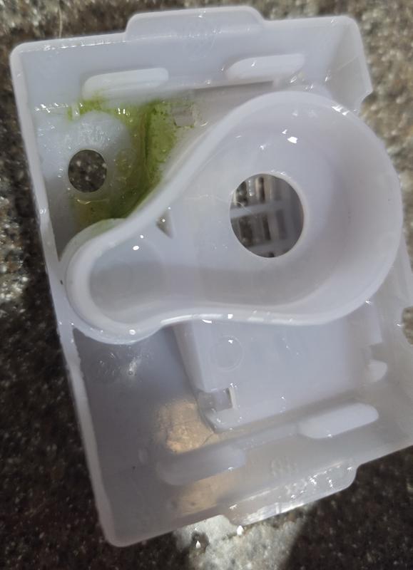 Algae growth in 1 week