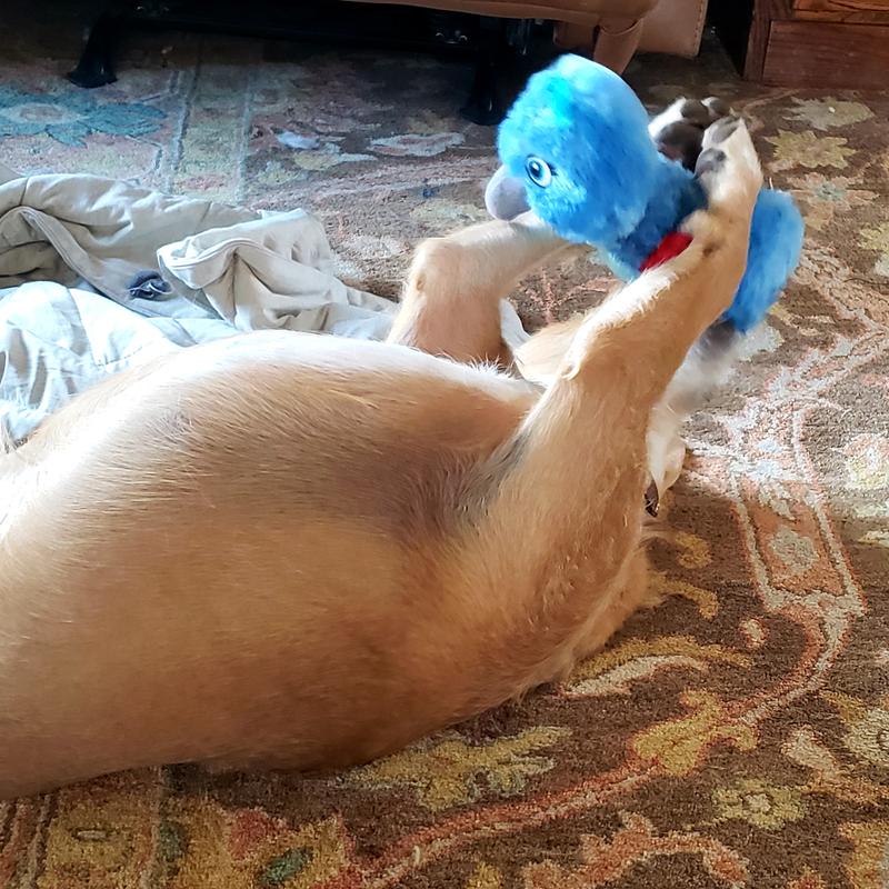 Pictures over the course of 3 days  of "hard work" for Sienna. She loved this and continues to  tear, toss, and chew this adorable toy that stood up to more abuse than any other stuffed toy we have found.