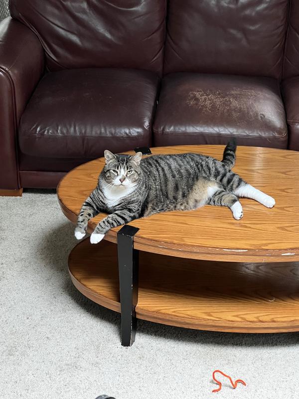 I love the collar, my cat won’t leave it on!!